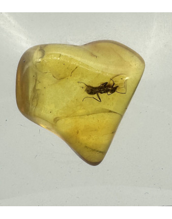 AMBRE INSECTE ATELIER 2F Unilliance Mineraux